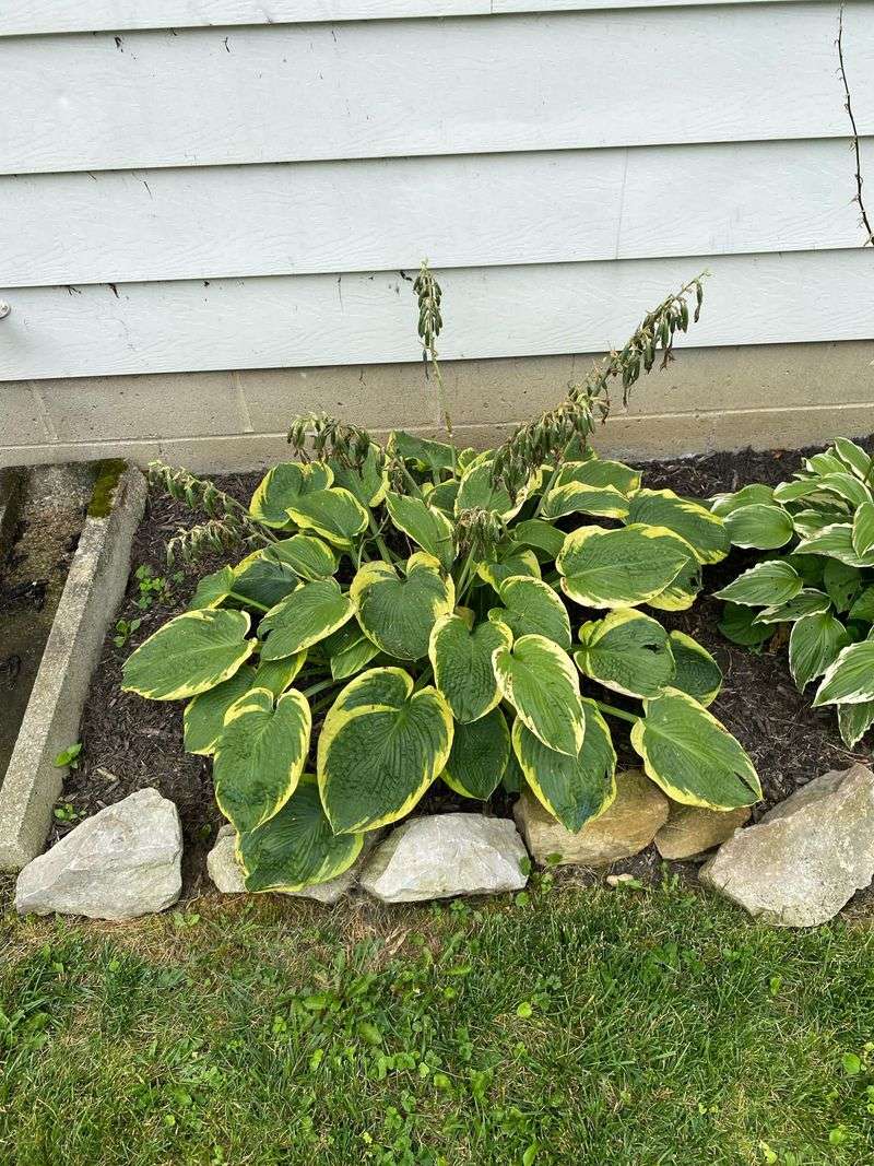 Leave Healthy Green Leaves In Place Leave Healthy Green Leaves In Place