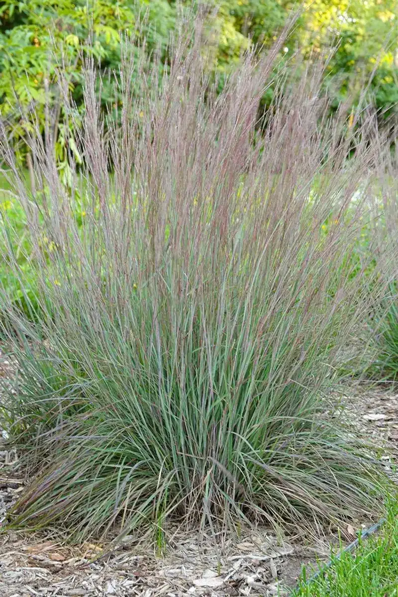 Leave Little Bluestem To Stand Tall On Its Own Leave Little Bluestem To Stand Tall On Its Own