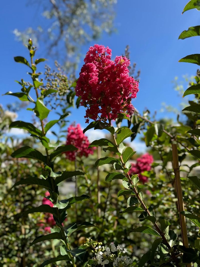 Leave Major Pruning For The Right Season Leave Major Pruning For The Right Season