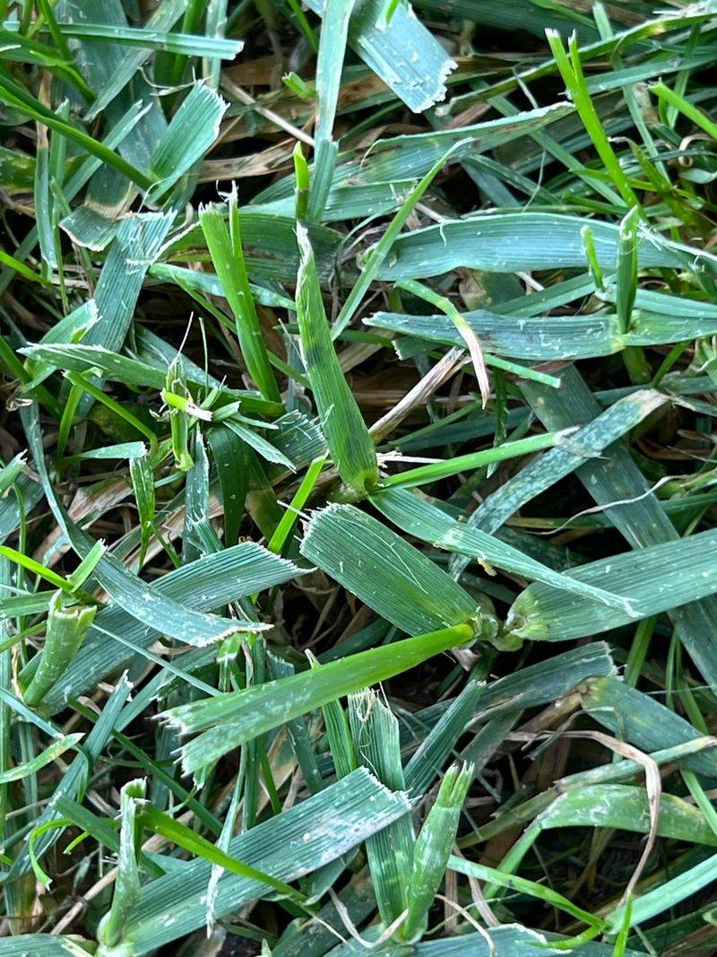 Leave More Leaf Blade To Shade The Soil Leave More Leaf Blade To Shade The Soil
