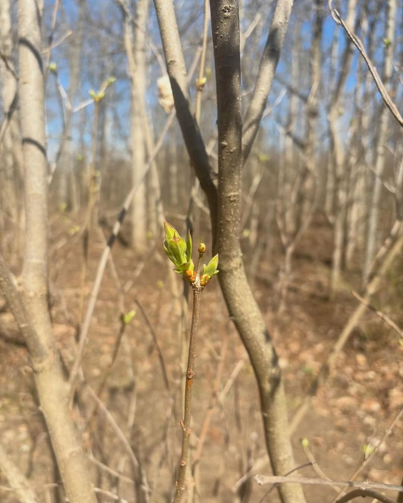 Leave Next Year's Buds Alone