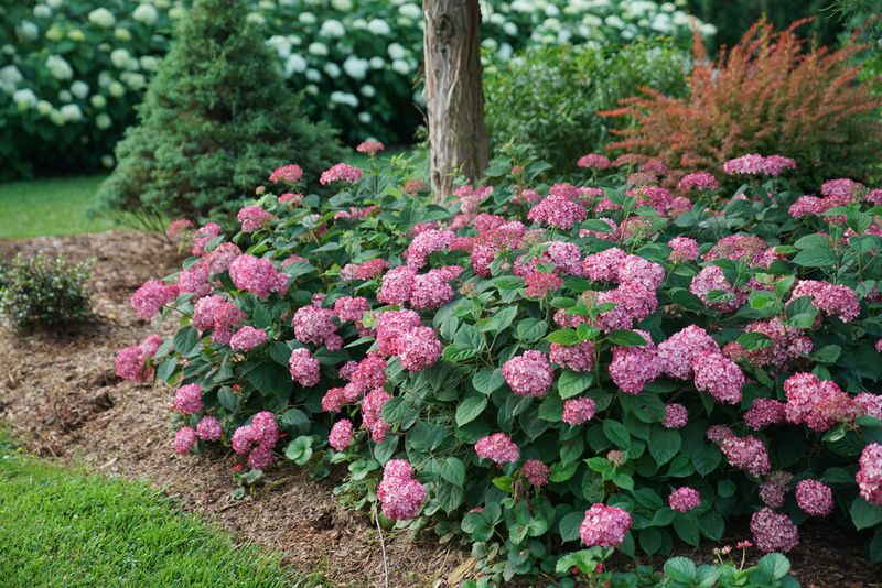 Leave Old-Wood Hydrangeas Alone In July Leave Old-Wood Hydrangeas Alone In July