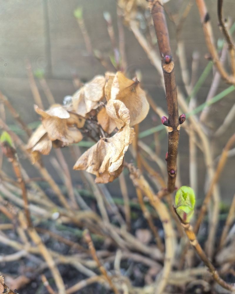 Leave Older Stems To Help Hold The Plant Upright