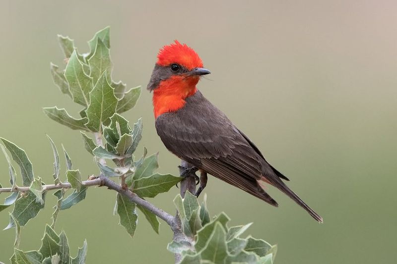 Leave Open Spaces For Easy Hunting