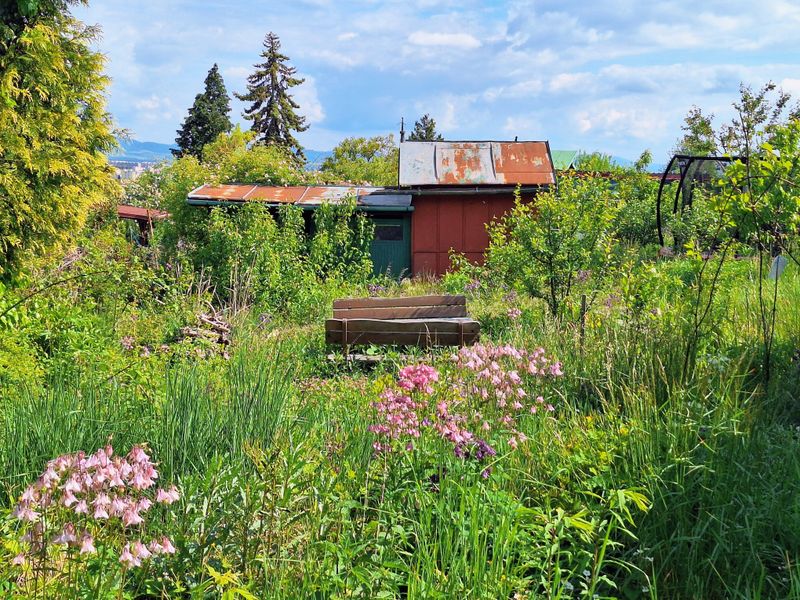 Leave Part Of Your Yard Wild And Unmanicured