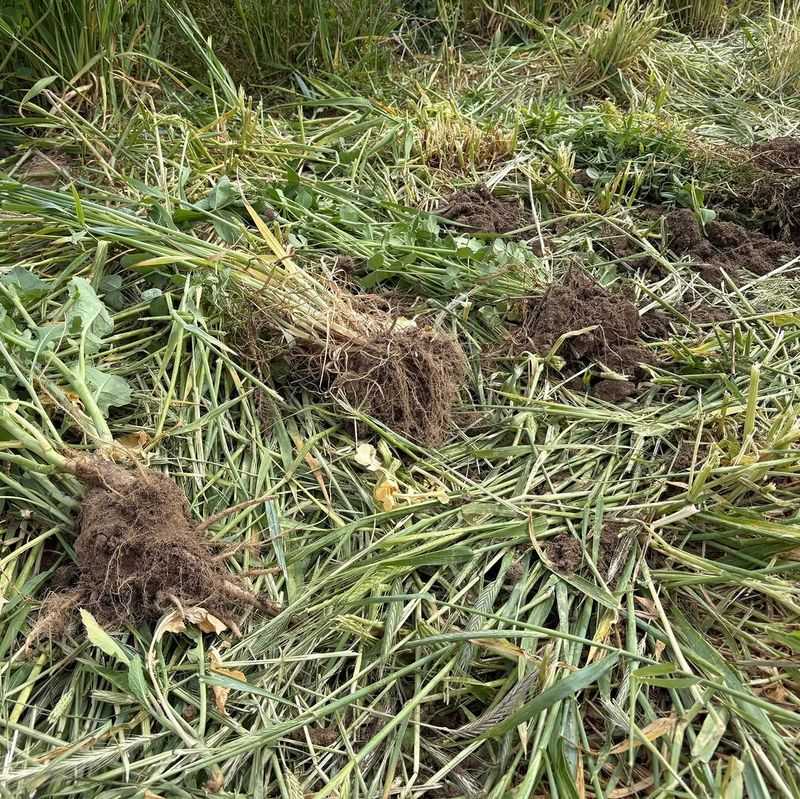 Leave Roots In The Soil When Possible Leave Roots In The Soil When Possible