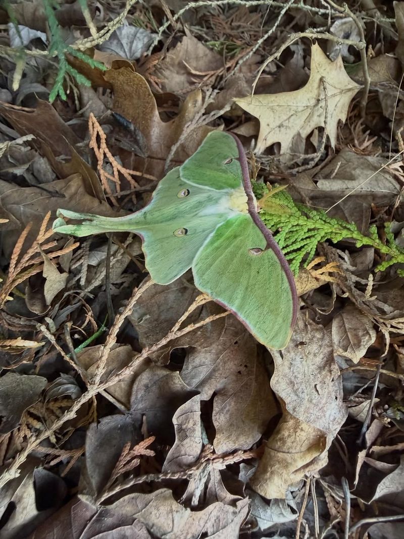Leave Safe Leaf Litter Where Cocoons Can Rest Leave Safe Leaf Litter Where Cocoons Can Rest