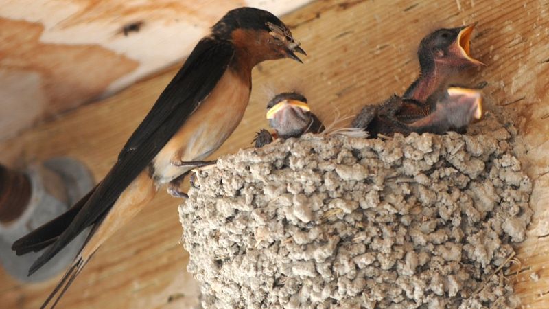 Leave Safe Nesting Spots On Outbuildings And Porches