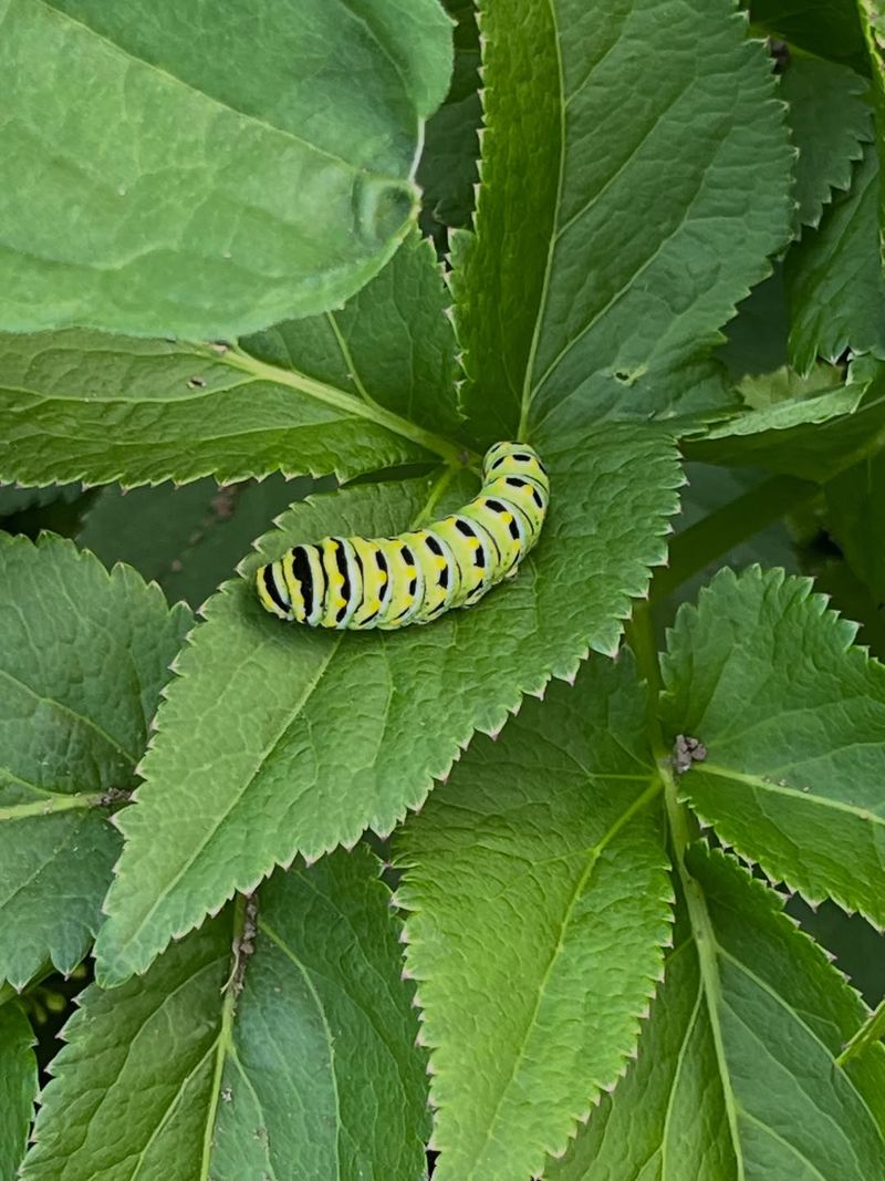 Leave Some Chewed Leaves As A Good Sign