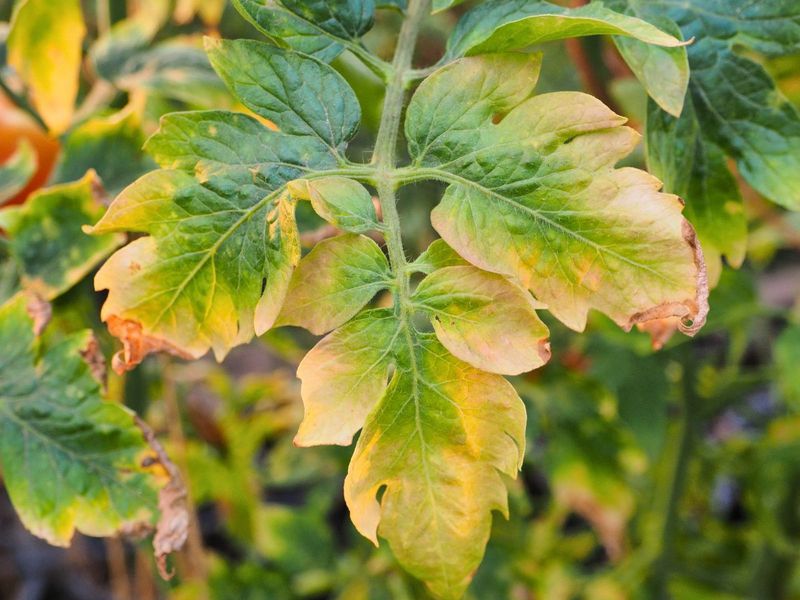 Leave Some Damaged Foliage If It Still Shades The Plant Leave Some Damaged Foliage If It Still Shades The Plant