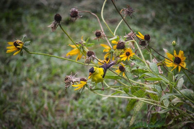 Leave Some Late-Season Seedheads For Birds