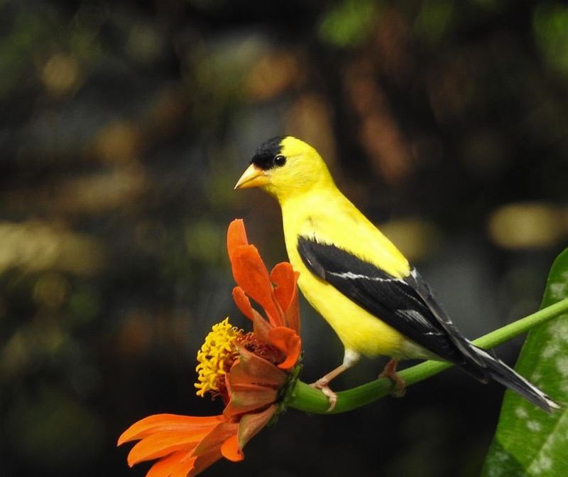 Leave Some Late Seed Heads For Birds