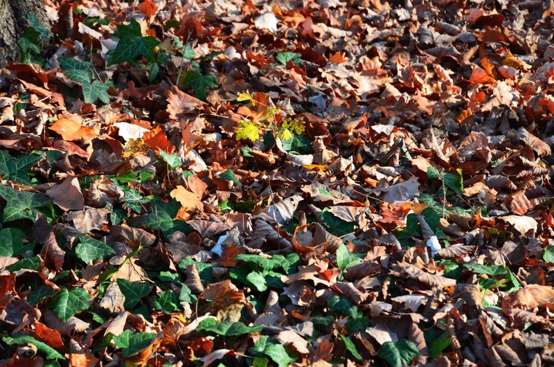 Leave Some Leaf Litter On The Ground Leave Some Leaf Litter On The Ground