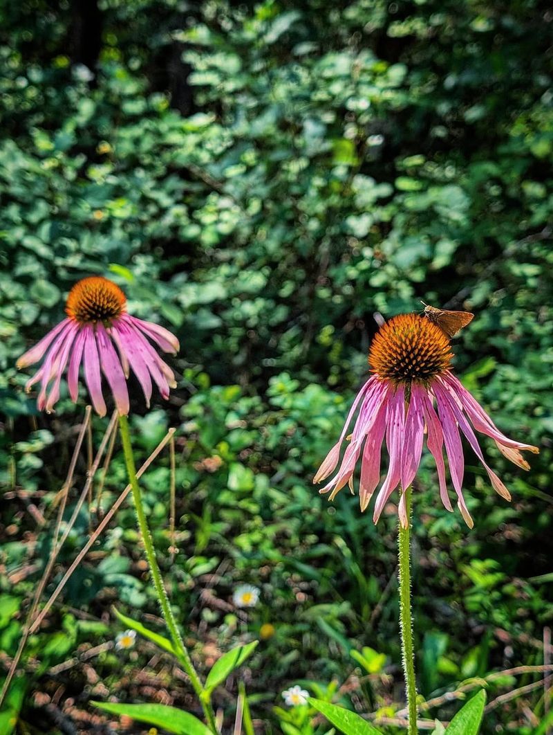 Leave Some Seed Heads For Late-Season Wildlife