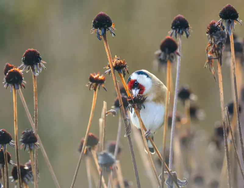 Leave Some Seedheads Standing In Fall