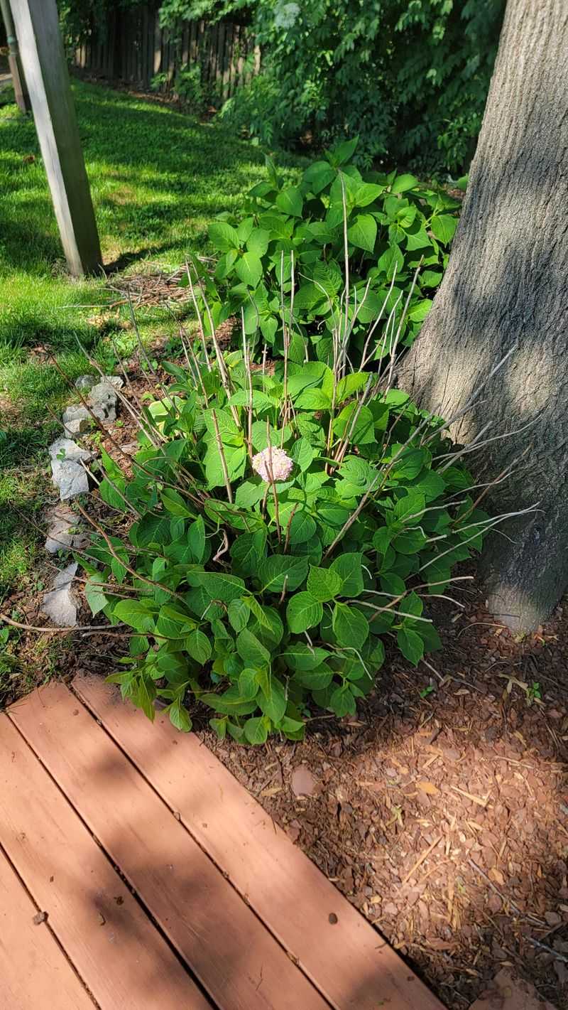 Leave Strong Green Stems Alone