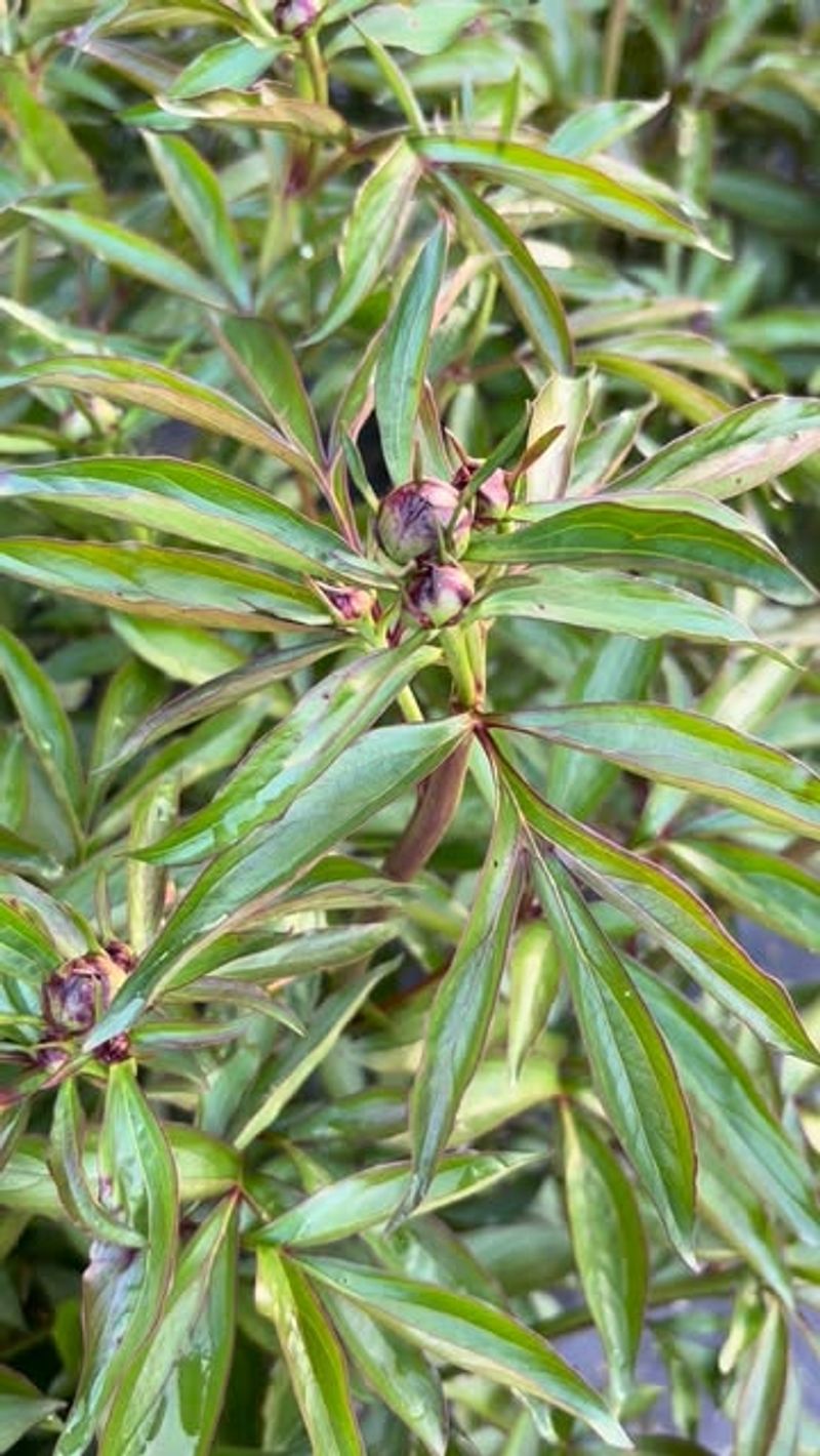 Leave The Foliage Alone After Flowering