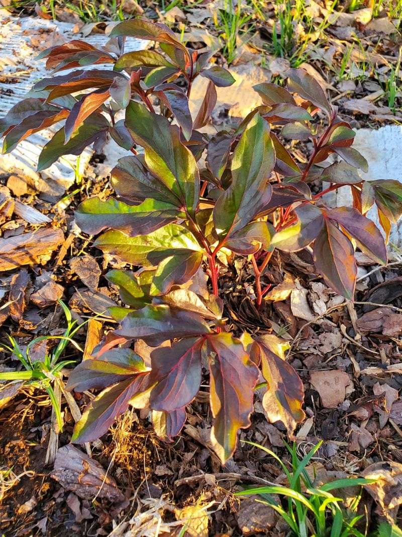 Leave The Foliage Alone Until Fall