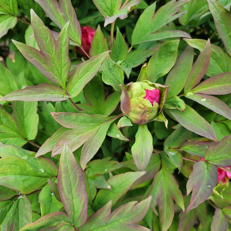 Leave The Foliage Alone Until Fall