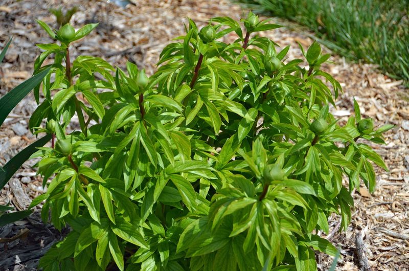 Leave The Foliage To Feed Next Year's Blooms