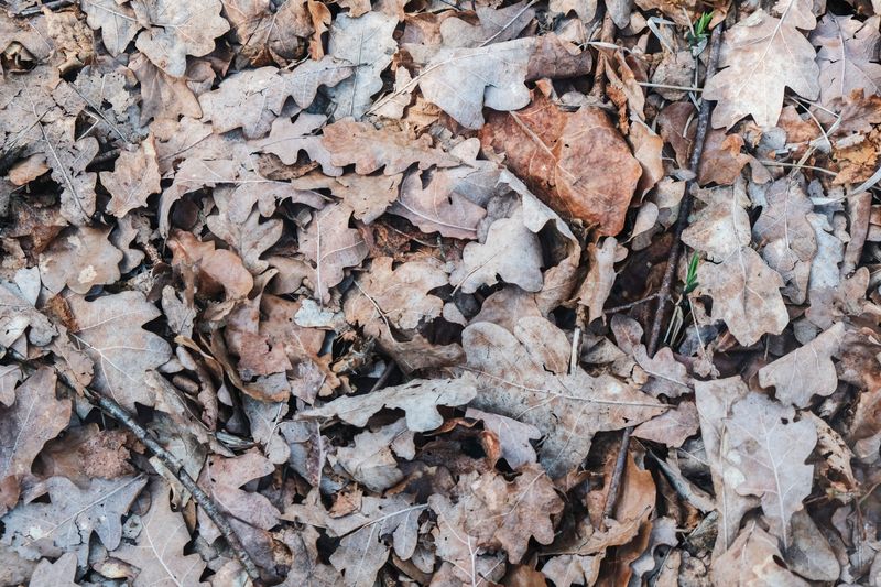 Leave The Leaf Litter Where It Falls Leave The Leaf Litter Where It Falls