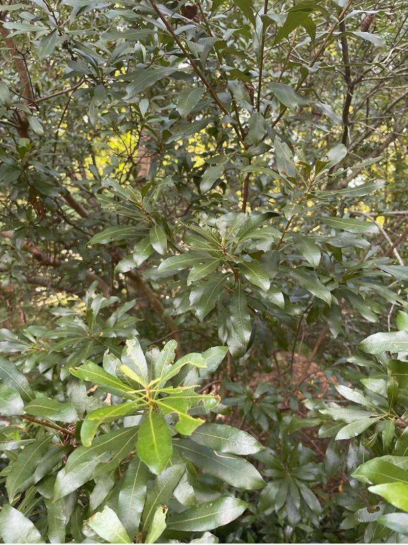 Leave Wax Myrtle Out Of Foundation Beds