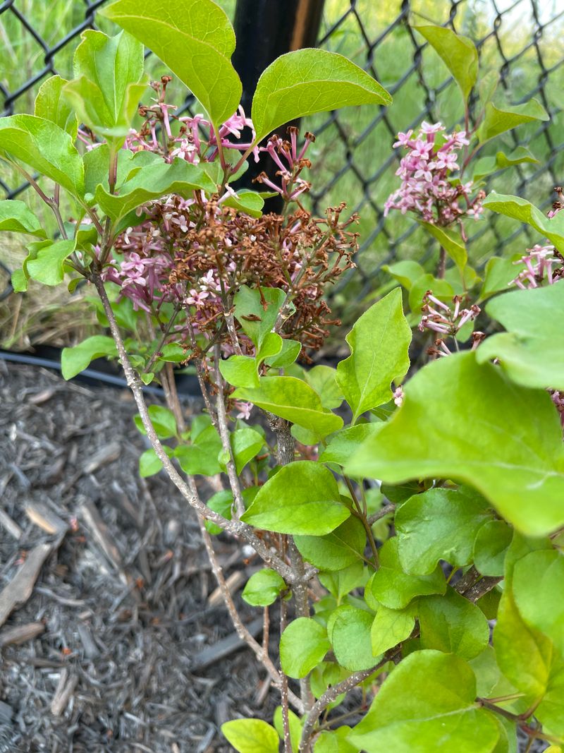Leave Young Lilacs Alone Until They Settle In Leave Young Lilacs Alone Until They Settle In