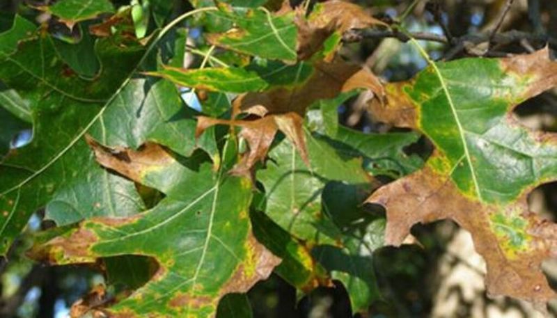 Leaves Brown From The Top Down Leaves Brown From The Top Down