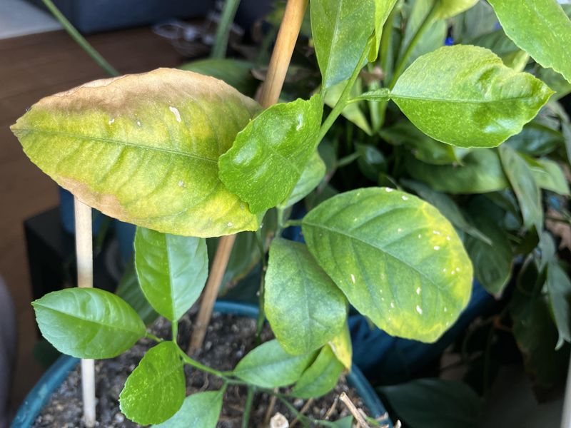Leaves Develop Scorched Or Brown Edges