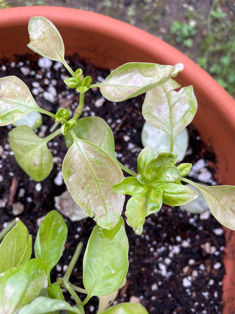 Leaves Look Glazed, Shiny, Or Silvery Leaves Look Glazed, Shiny, Or Silvery