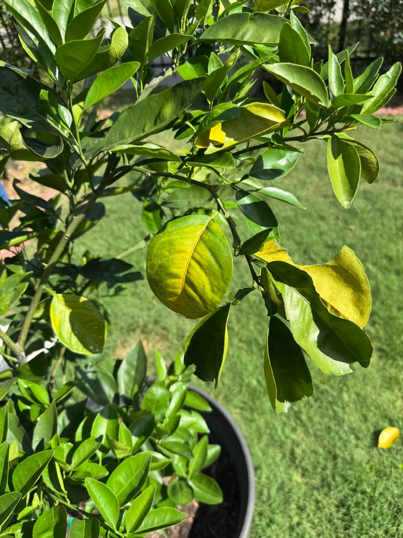 Leaves May Drop Even When The Soil Feels Wet