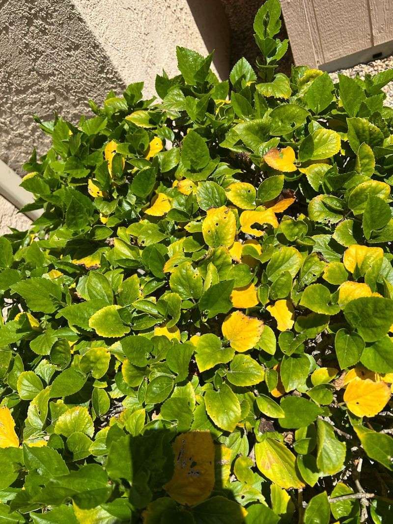 Leaves Show Odd Yellow Patterns Leaves Show Odd Yellow Patterns
