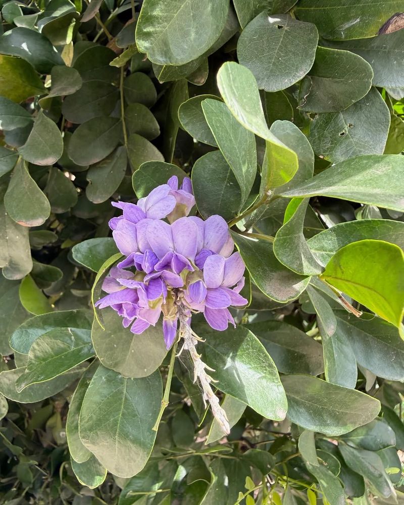 Leaves That Look Calm But Carry Poisonous Compounds Inside Leaves That Look Calm But Carry Poisonous Compounds Inside