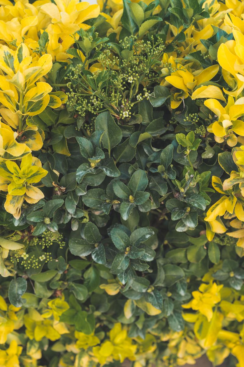 Leaves Turning From Yellow To Brown As Spots Spread