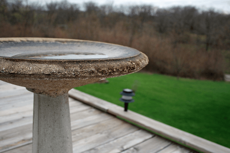 Leaving Birdbath Water Unchanged Too Long