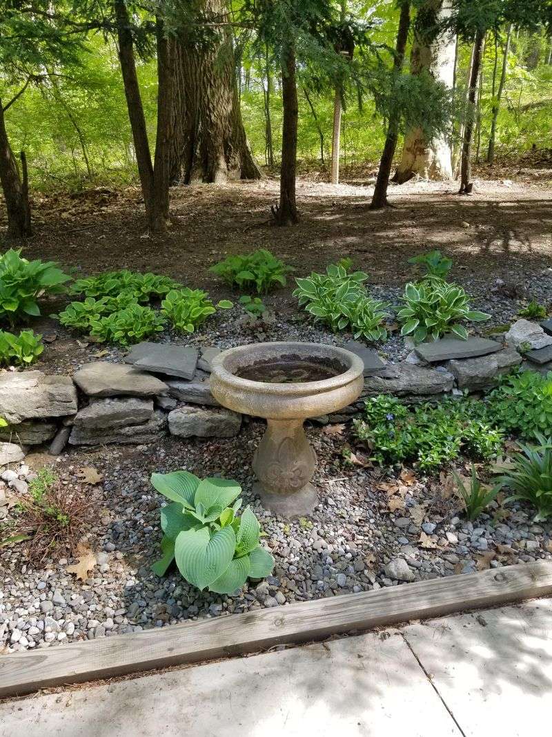 Leaving Birdbaths In Full Sun Encourages Warm Water Growth Leaving Birdbaths In Full Sun Encourages Warm Water Growth