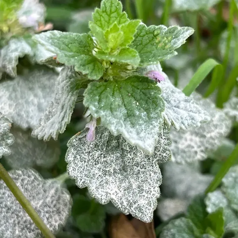 Leaving Diseased Leaves On Plants