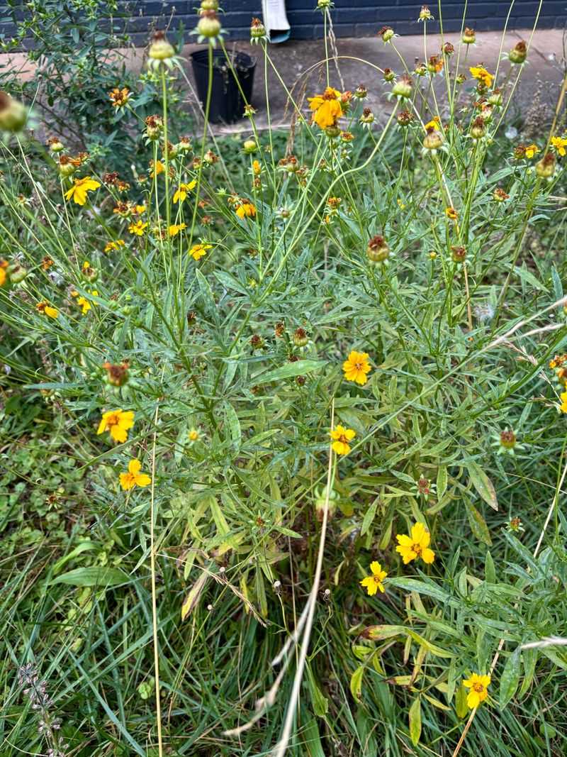 Leaving Faded Flowers On Low-Growing Perennials