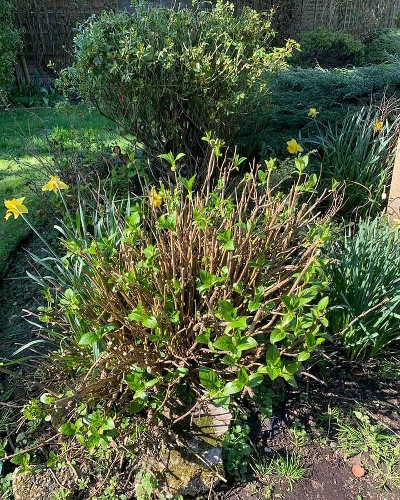Leaving Flower Buds Intact