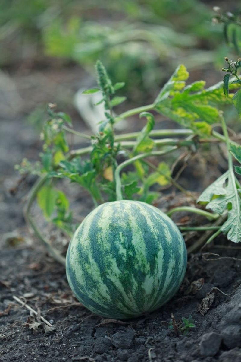 Leaving Fruits Directly On Wet Soil