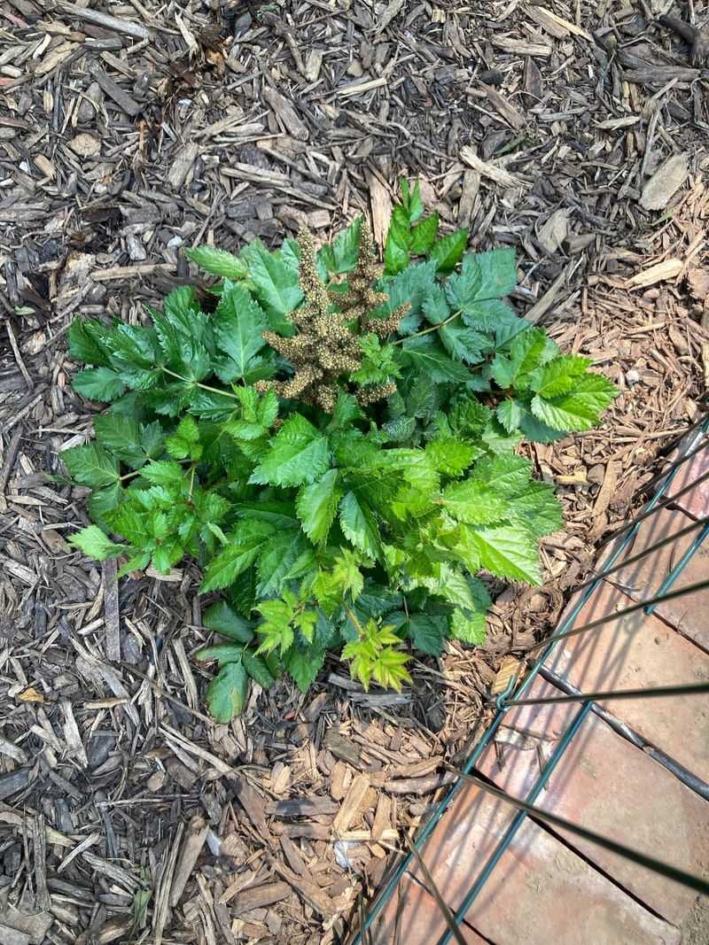 Leaving Healthy Foliage Intact Through The Season Leaving Healthy Foliage Intact Through The Season