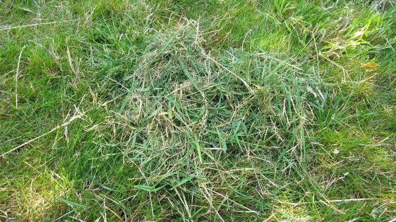 Leaving Heavy Clippings On Diseased Turf