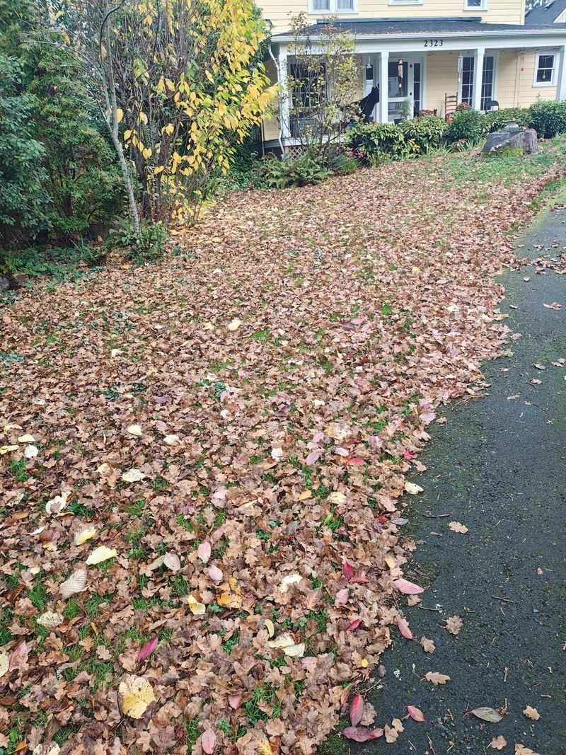 Leaving Leaf Litter Along Lawn Edges Leaving Leaf Litter Along Lawn Edges