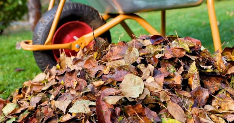 Leaving Leaf Litter And Debris