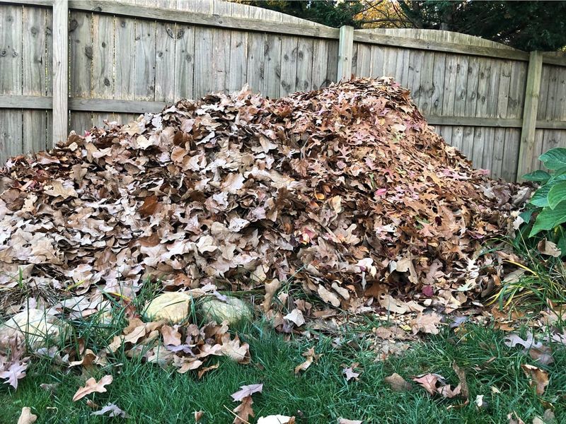 Leaving Leaf Litter Piled At The Base Leaving Leaf Litter Piled At The Base