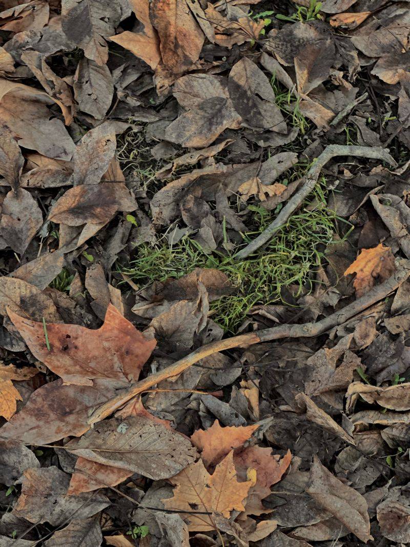 Leaving Leaf Litter Sitting In Your Yard