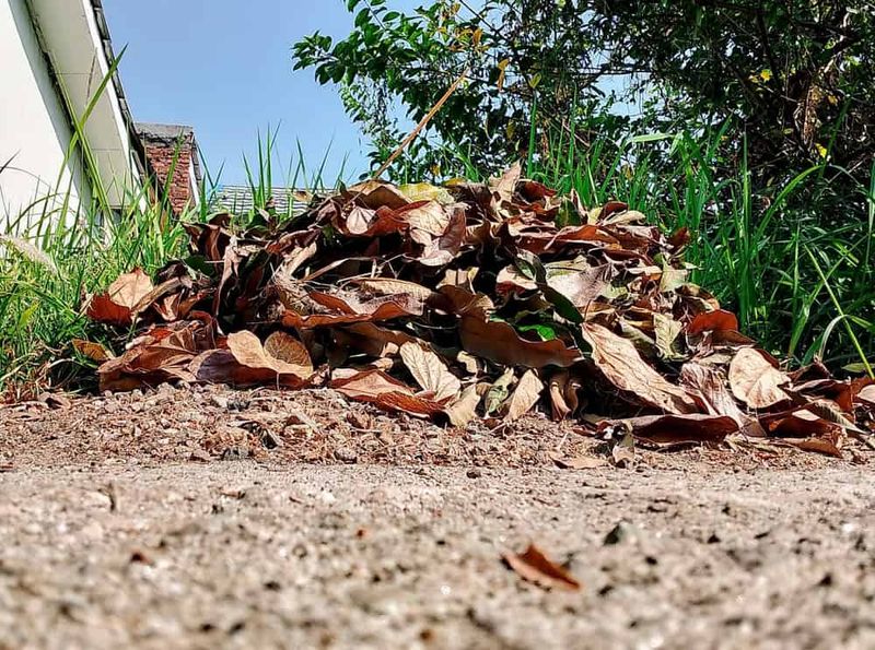 Leaving Leaf Litter Under Wood Stacks Leaving Leaf Litter Under Wood Stacks