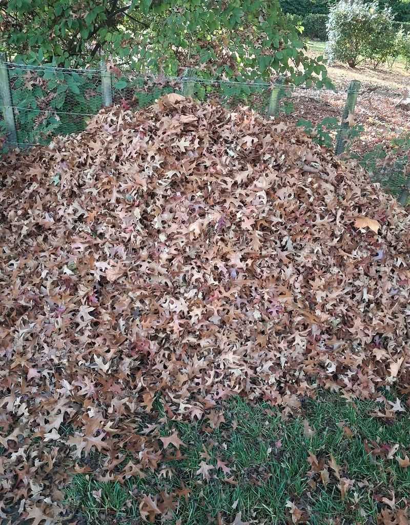 Leaving Leaf Litter Where Lawn Meets Beds