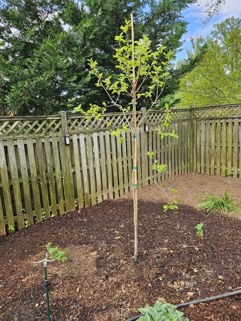 Leaving Mulch Bare Without Watering