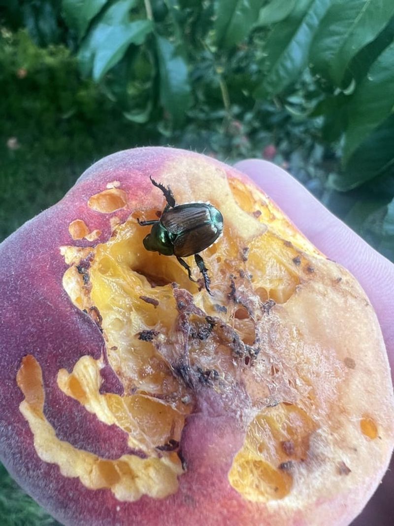 Leaving Overripe Fruit On Trees And The Ground